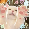 3 GaTiToS ♡ MeOw 13
