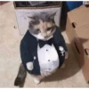 Cats 11