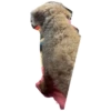 bear 16