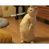 Cats 12