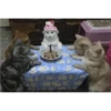 Cats 13