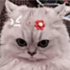 2 GaTiToS ♡ MeOw 17