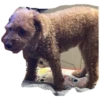 bear 17