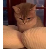 Cats 14