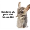 Peluches fraseados 2👆👅 12