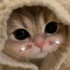 3 GaTiToS ♡ MeOw 18