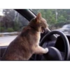 Cats 15