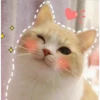 2 GaTiToS ♡ MeOw 19