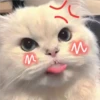 2 GaTiToS ♡ MeOw 20