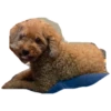 bear 22