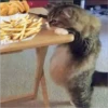 Cats 16