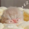 3 GaTiToS ♡ MeOw 22