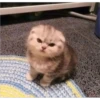 Cats 17