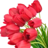 Flores 3 15