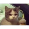 Cats 18
