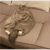Cats 19
