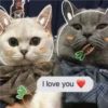3 GaTiToS ♡ MeOw 23