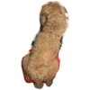 bear 25
