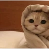Cats 20