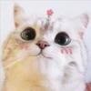 2 GaTiToS ♡ MeOw 24