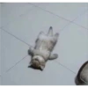 Cats 21