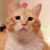 3 GaTiToS ♡ MeOw 24