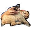 bear 26
