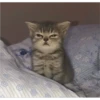 Cats 22