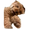 bear 27
