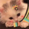 3 GaTiToS ♡ MeOw 28