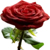 Flores 3 17