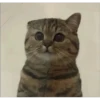 Cats 23