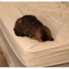 Cats 24