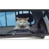 Cats 25