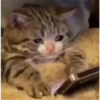 Cats 26