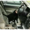 Cats 27