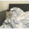Cats 28