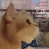 3 GaTiToS ♡ MeOw 30