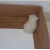 Cats 29