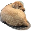 bear 30