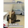 Cats 5