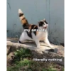 Cats 6