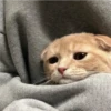 Michis Tristes 10