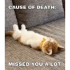 Cats 7