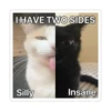 Cats 8