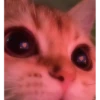 cats 5