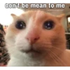 Cats 10