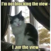 Cats 11