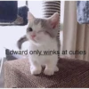 Cats 14