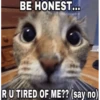 Cats 17